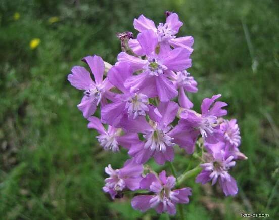 Smolnička obecná (Lychnis viscaria)