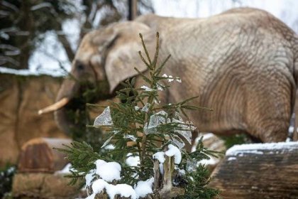 FOTO: Levharta perského sníh nezaskočí, i pro jiná zvířata ze zoo je zpestřením