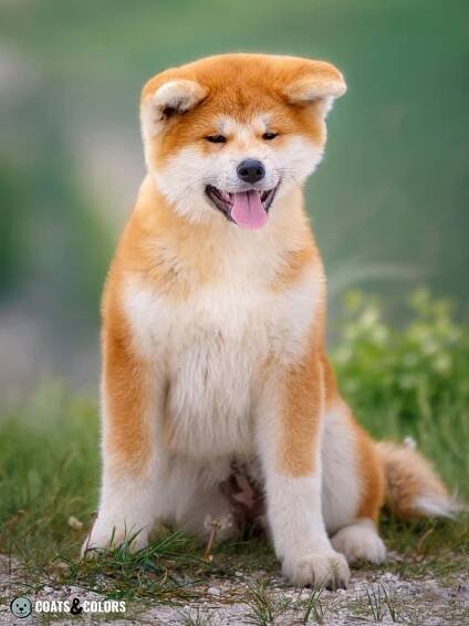 Japanese Akita Inu Coat Colors red Akita puppy