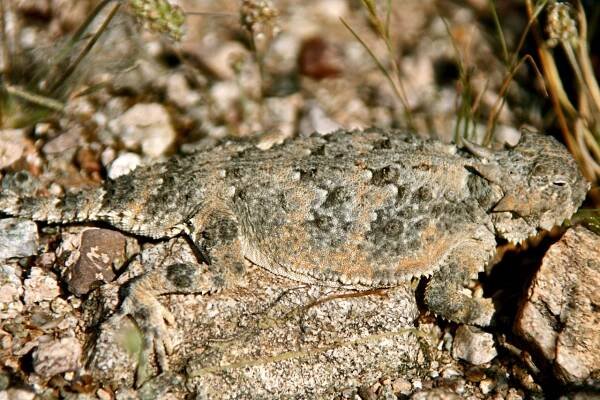 Desert Fauna – CALIFORNIA HIKING