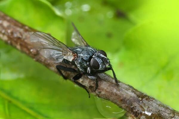 Dead dried fly. Probably member of the family Tachinidae