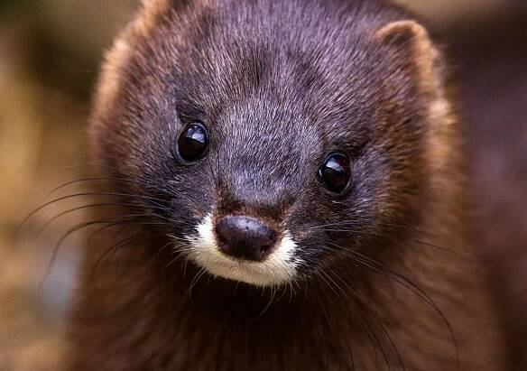 Ten species to watch in 2025