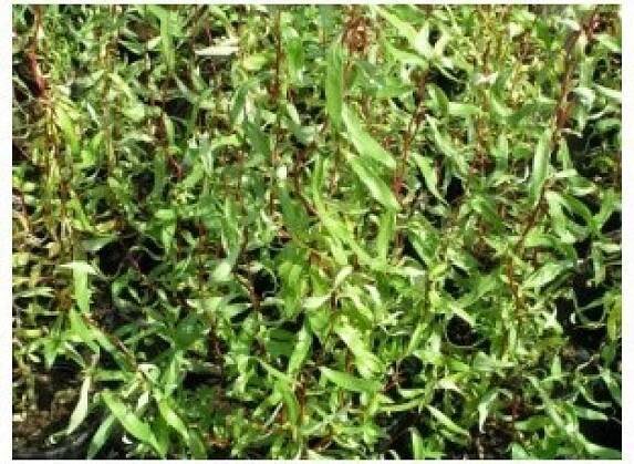 Vrba kroucená / Salix erythroflexuosa
