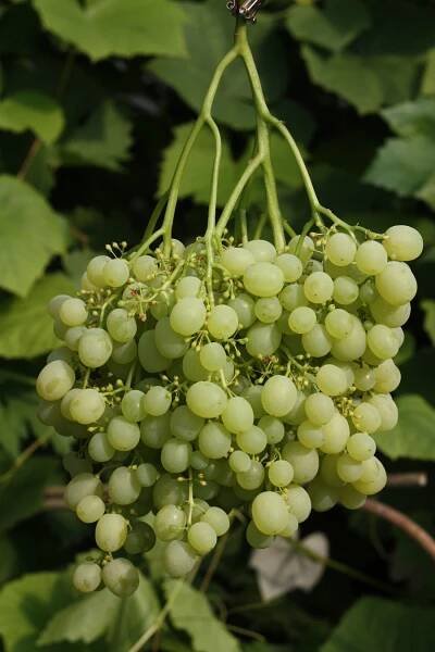 grape Aljošenkin 