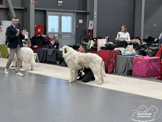 PRAGUE EXPO DOG PRAHA TRIO CACIB – 1.12. 2024 - BABYLON BOHEMIA