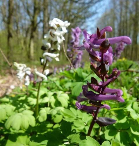 Dymnivka dutá (Corydalis cava)
