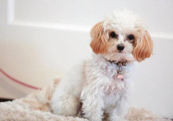 Jak rozumět Maltipoo mini nebo standard?