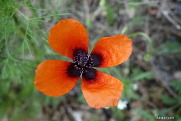 Mák polní (Papaver argemone), květy, květenství