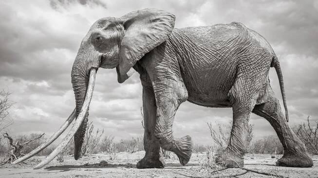 Incredible pictures capture rare ‘Elephant Queen’ in Kenya