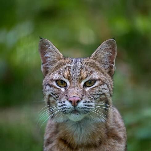 Bobcat