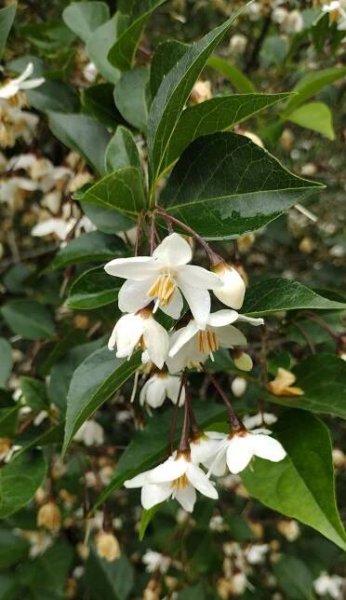 Styrax japonicus 'Crystal'