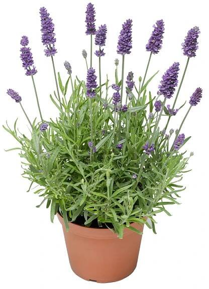 Letní sortiment | CZ-FLORA odbytové družstvo