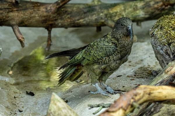 Liberecká zoo otevřela expozici s novozélandskými papoušky nestor kea