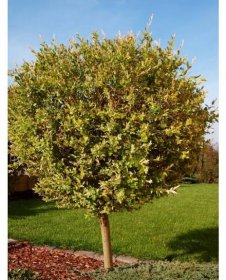 Salix integra ´Hakuro Nishiki´ - NA KMÍNKU 100 cm  Vrba japonská ´Hakuro Nishiki´ NA KMÍNKU 100 cm  (roubovaný kultivar)
