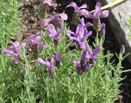 Obrázek - Lavandula stoechas 'Anouk' (levandule smilovitá) | BioLib.cz