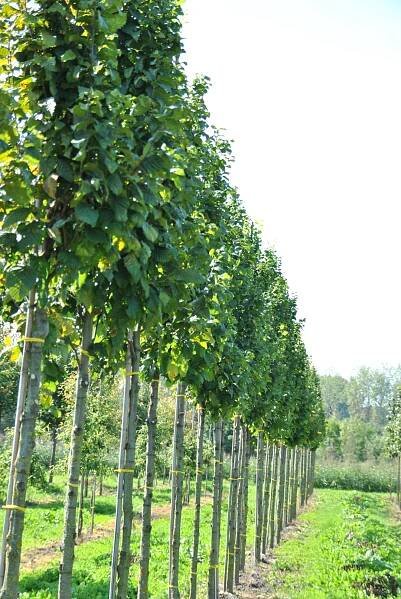 Carpinus betulus 'Nord' | habr obecný 'Nord' - Van den Berk školky