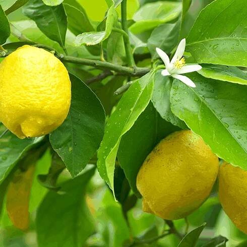 Citroník lemonový