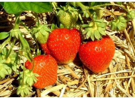 Fragaria ananassa ´Polka´ / Jahodník středně raný, bal. 6 ks, 6xK7