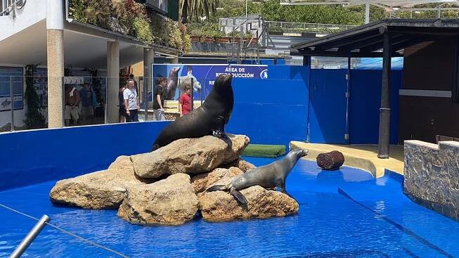 Delfinárium Marineland Mallorca (Táta)