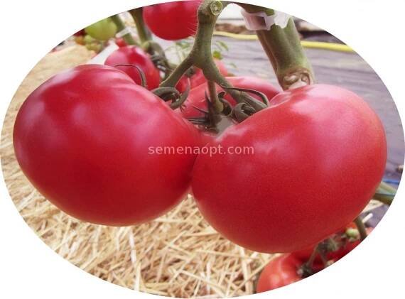 Tomatoes - page 0 | Agrarian commodity exchange SemenaOpt