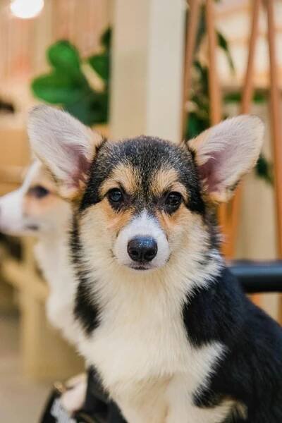bezplatná Rozkošný detailní záběr na přátelského Pembroke Welsh Corgi uvnitř, který vypadá pozorně. Základová fotografie