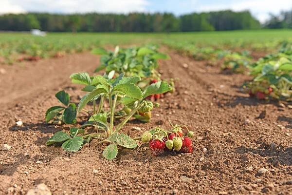 Farma u Miklasů - Jihočeská tržnice