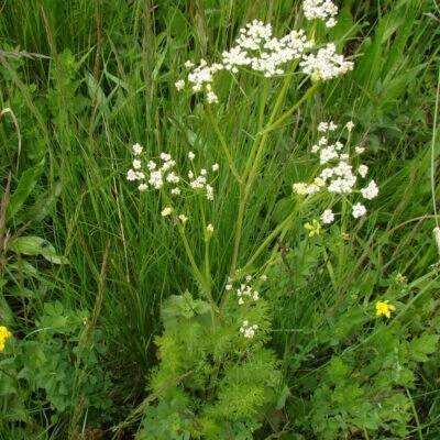 Léčivky – 4. stránka – PlantaNaturalis.com