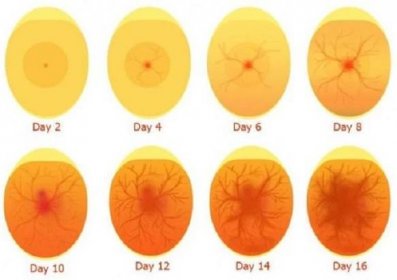 Kuře ve vejci: vývoj embrya ve dne