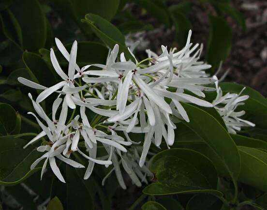Chionanthus