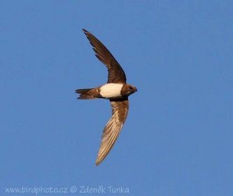 Příbuzní rorýsů a podobné druhy • Česká společnost ornitologická