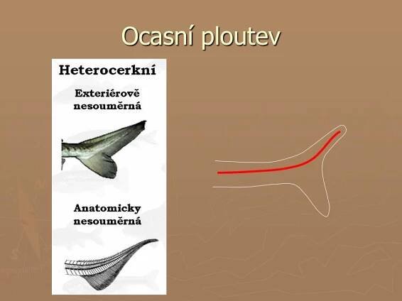 PPT - podkmen: OBRATLOVCI PowerPoint Presentation, free download - ID:4212514