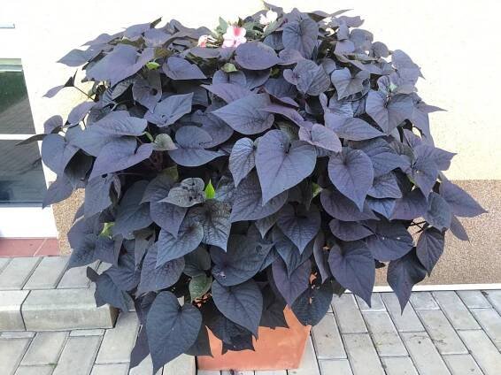 Povijnice batátová - IPOMOEA BATATAS | ibišky venkovní ibišek rostliny zahrada sazenice semena