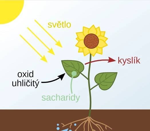 Vědcům se povedla umělá fotosyntéza, rostlinám se při ní daří i bez Slunce
