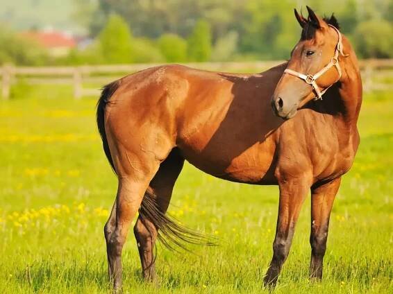 Equine Sensitivity Test