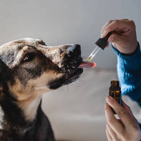 CBD Olej Pro mazlíčky - Losos 3 %