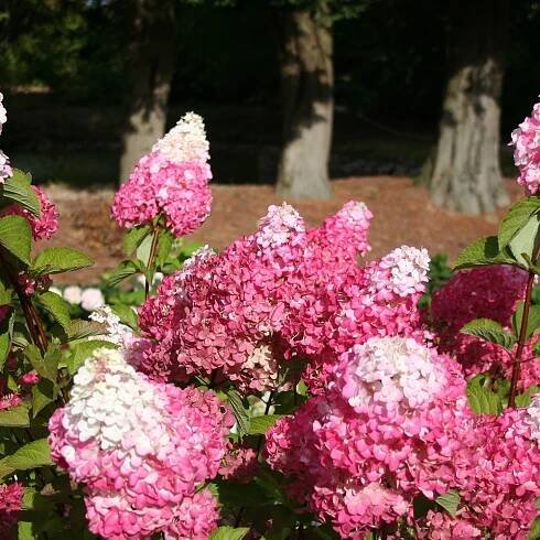Rispenhortensie - Rispenhortensie Fraise Melba® 'Renba' - Hydrangea paniculata fraise melba ® ‘renba’