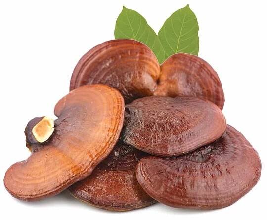 Reishi jako antioxidant: Jak může prospět - Reishi, Ganoderma, Lingzhi, Lesklokorka lesklá