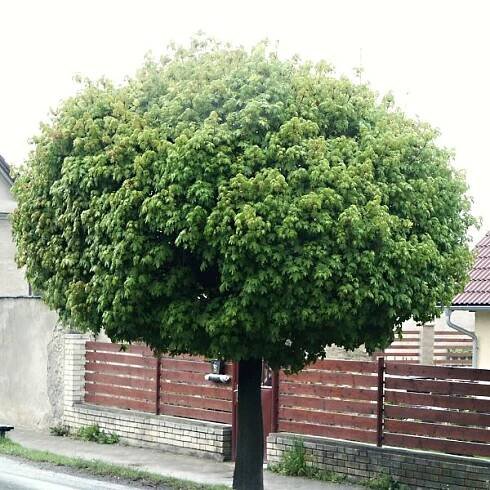 Acer platanoides Globosum | Listnaté dřeviny |Zahradnictví Franc 