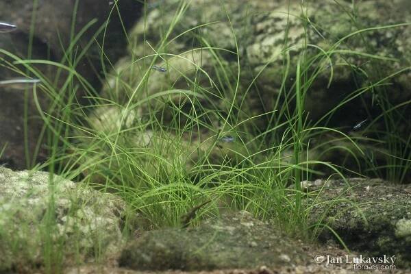 Bahnička jehlovitá (Eleocharis acicularis)