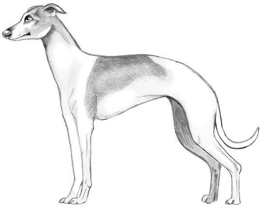 Italian Greyhound Sketch