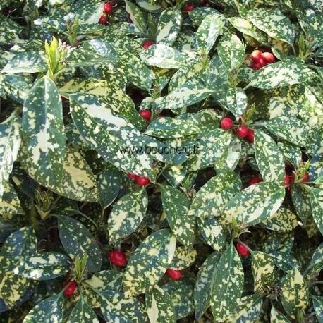 Aukuba japonská "Variegata" - Zahradní centrum "Strakovo" s.r.o.