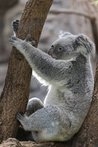 Koala, Vačnatci, Divoká Zvěř, Eukalyptus