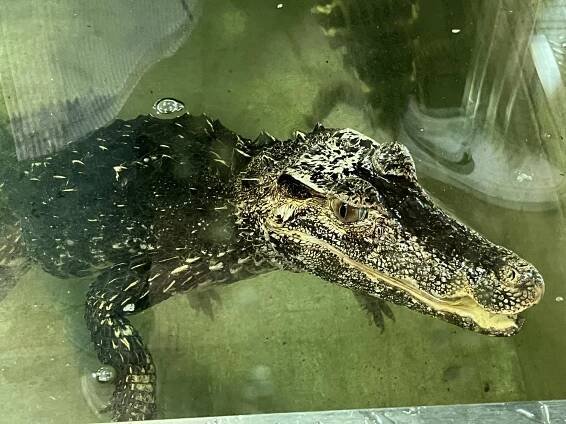 Krokodýlí zoo Protivín