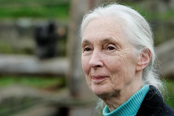 Jane Goodall: who she is, what she discovered, and why she is world-renowned