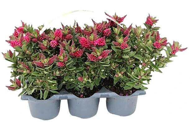 Landgard Hebe Andersonova (Hebe andersonii) "All Blooms" 6 ks nakoupit u OBI