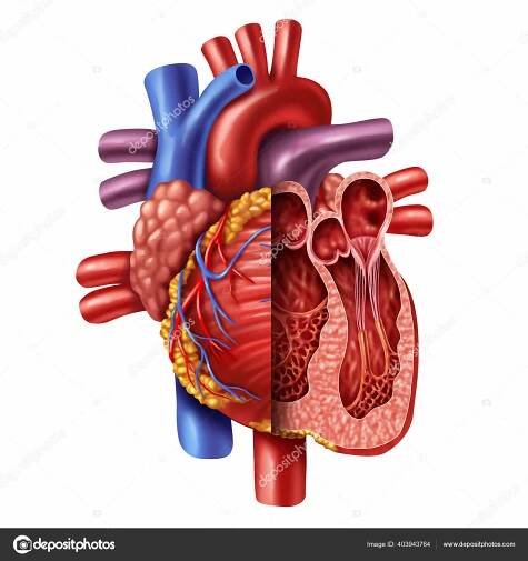 Anatomie Průřezu Lidského Srdce Zdravého Těla Izolovaného Bílém Pozadí Jako