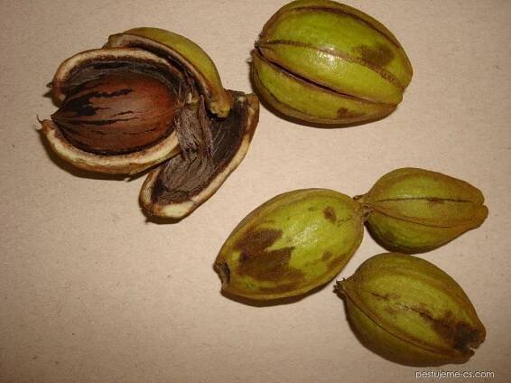 Ořechovec pekanový (Carya illinoinensis)