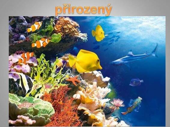 PPT - Přirozené a umělé ekosystémy PowerPoint Presentation, free download - ID:2346549