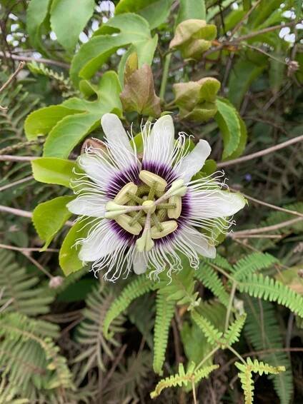 5 x Semena marakuji Passiflora Mučenka jedlá Marakuja Passion fruit za 58.00CZK - Allegro