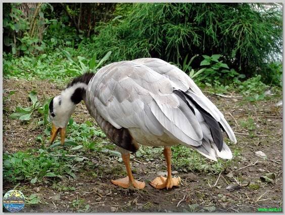 Fauna Park - Dětský ráj Valašské Meziříčí - Štěpánov
